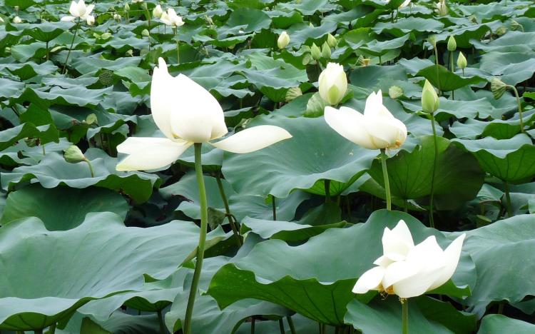 【荷花开花的习性】荷花开放的季节与气候条件的关系