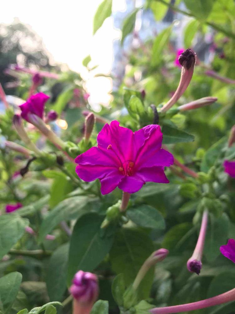 植物控必备：紫茉莉科花程式的配合指南