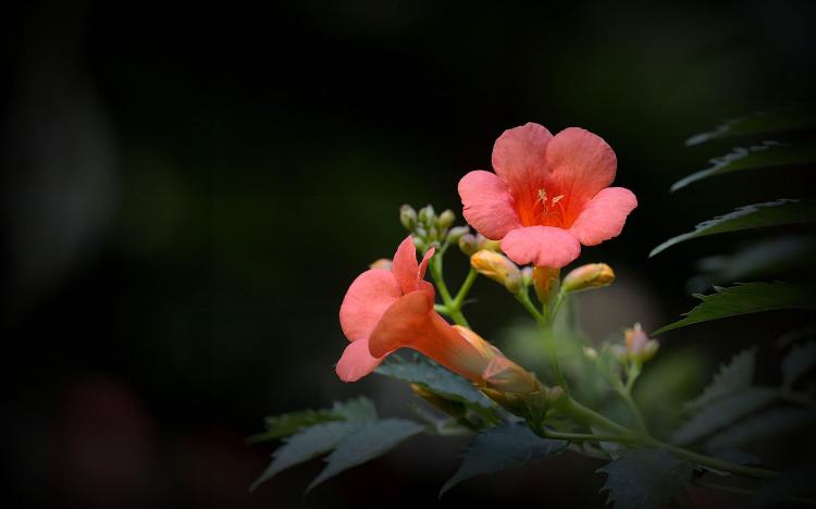 【凌霄花语解读】凌霄花在不同文化中的象征意义