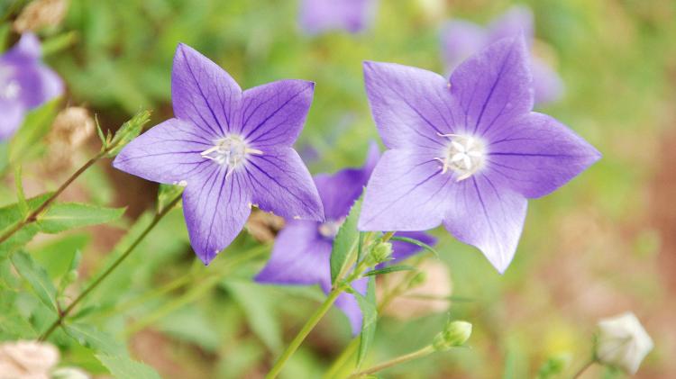 洋桔梗鲜花花语，引领我们感受生活的小确幸