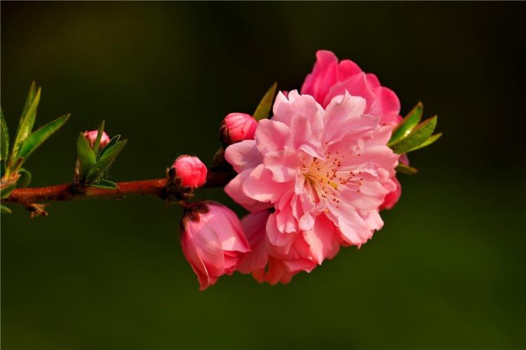 碧桃花的神话寓意：天女散花、瑶池仙女与寻仙传说