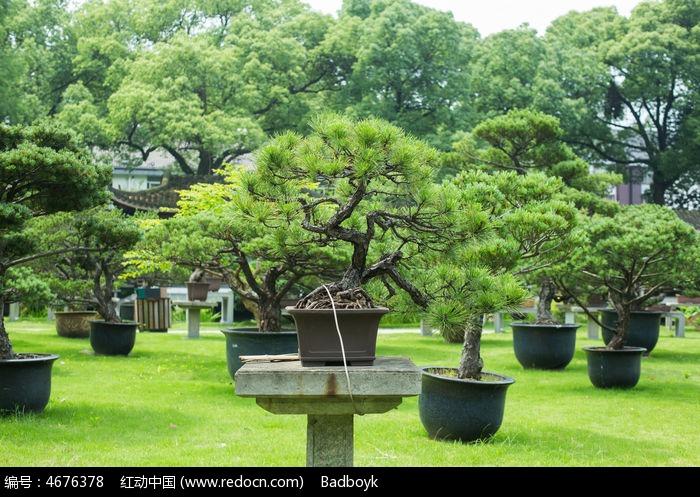 欣赏松树盆景的另一种方式——100幅松树盆景让爱好者心驰神往