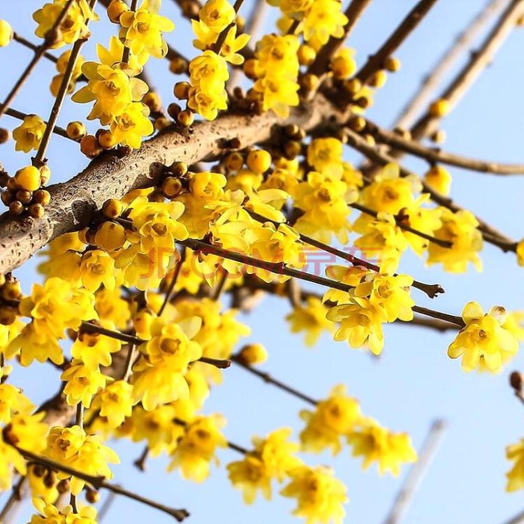 【相约腊梅花开时】腊梅开花季节活动推介