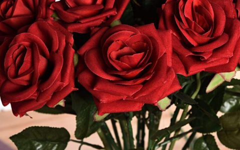 玫瑰花色中的爱情密码，红玫瑰不是唯一的选择