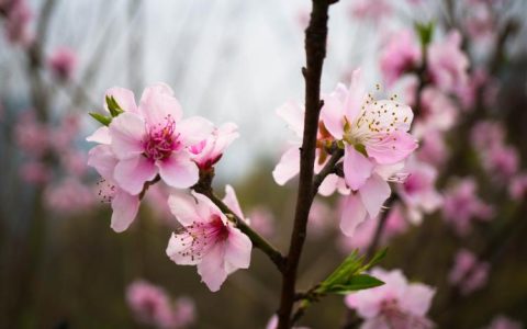 白色夹竹桃花语大全，传达着什么样的情感？！