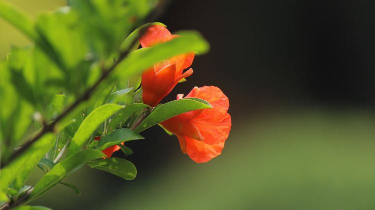 石榴花盛开的含义：探寻这种仍在发芽的花语