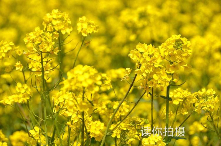 全国各地的油菜花开花时间表，让你不错过任何一朵花！