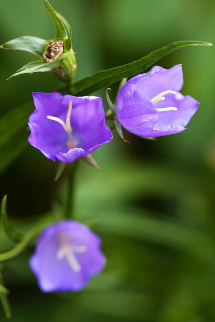 【风铃草花语】：体验花语传递的温馨与情感