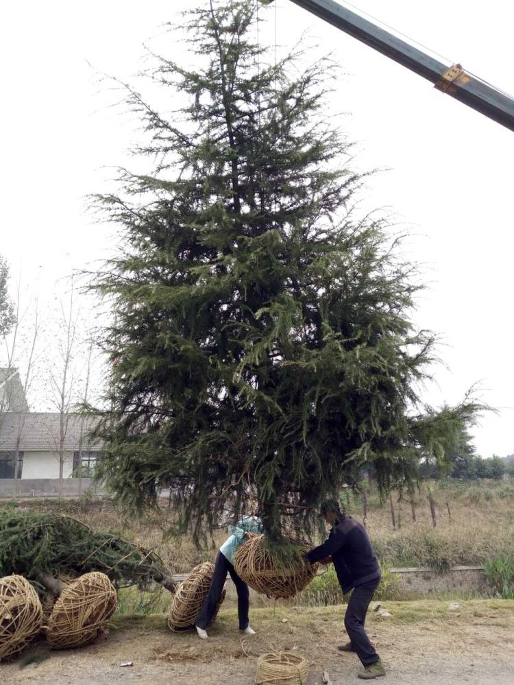 打造高品质雪松家具的工艺流程与技术要领