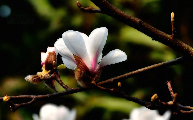 感受木兰花花语，领略坚韧与顽强