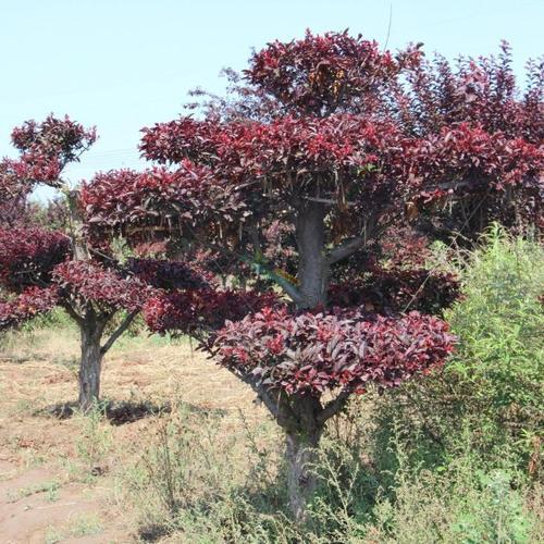 种植丛生红叶李，让生活更有色彩