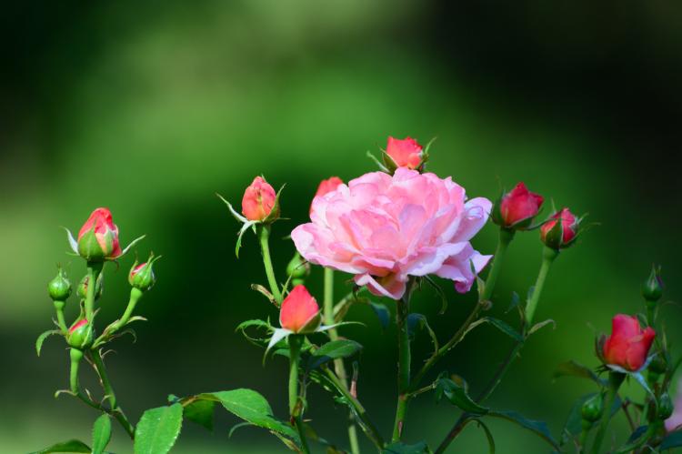 【干货分享】专业月季花修剪技巧大揭秘