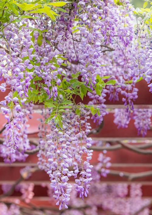 【紫藤花园】景区介绍，不容错过的几个景点