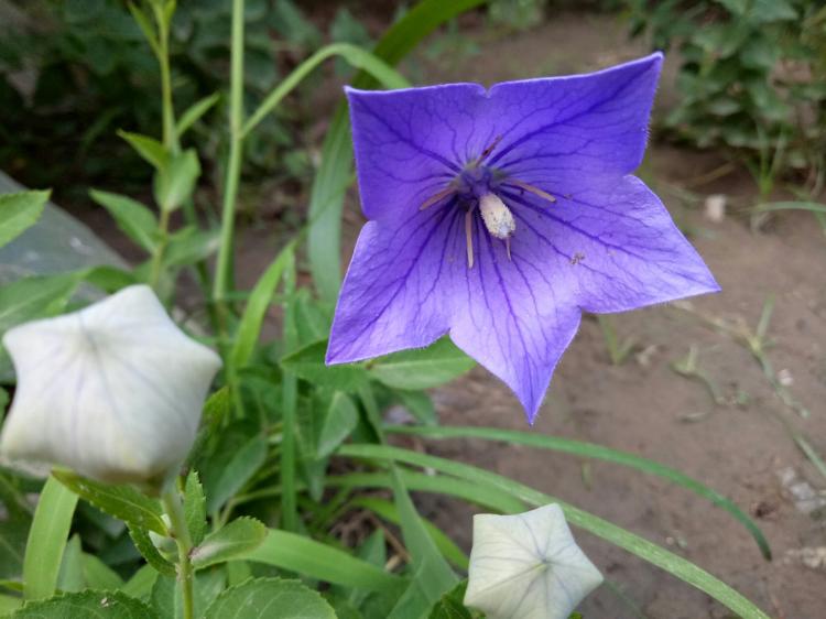 洋桔梗花语揭秘，这朵花的寓意你知道吗？