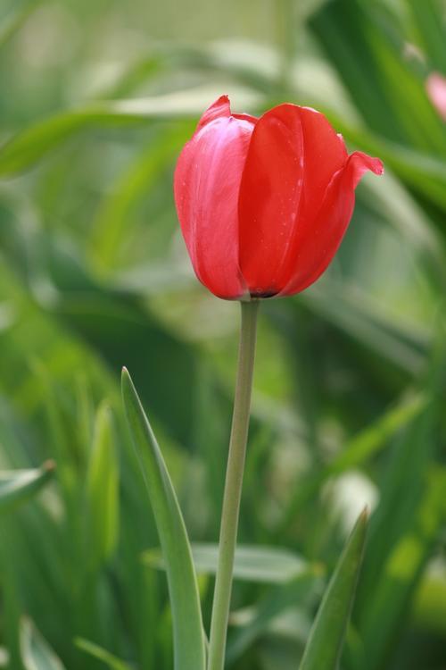 【白色郁金香的花语是什么】——白色郁金香在不同文化中的象征