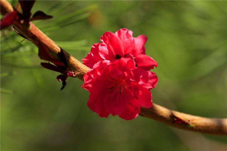 碧桃花的美丽与魅力：赏花与品味寓意