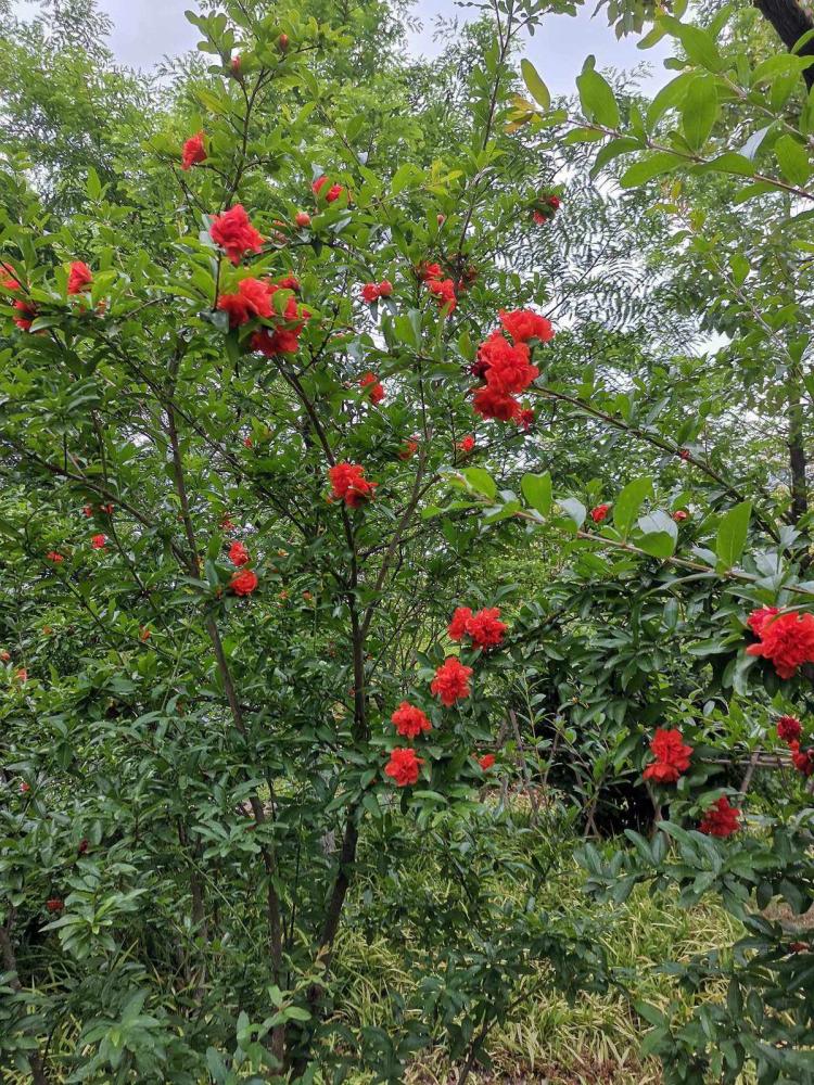 石榴花的象征意义：读懂每一朵花的含义