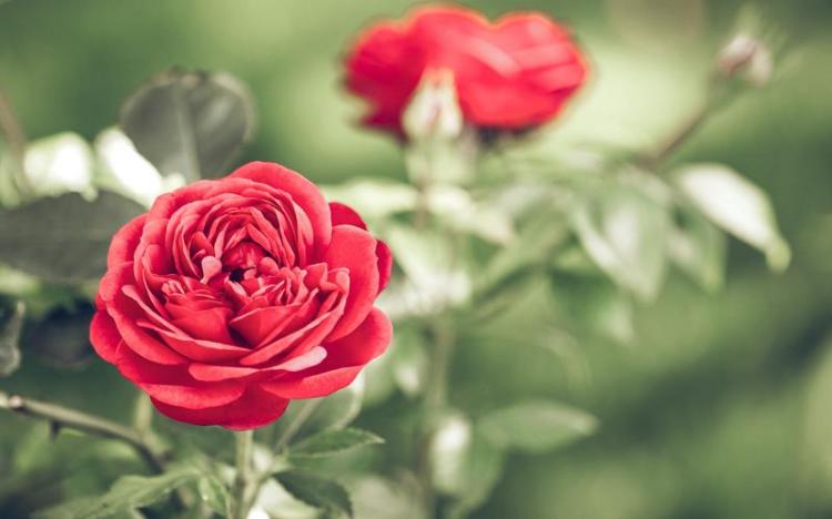 美丽与性格兼备：黄玫瑰花叫什么名字，它的含义和寓意是怎样的？