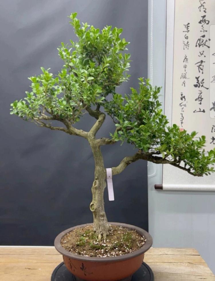 选购金边黄杨（Podocarpus macrophyllus）的技巧和注意事项