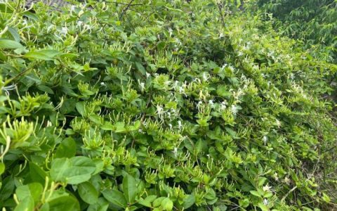 居家盆栽神器：如何让金银花根部更加粗壮