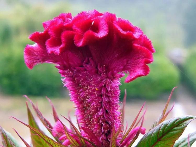 鸡冠花种子的种植难度评定及喜养条件建议