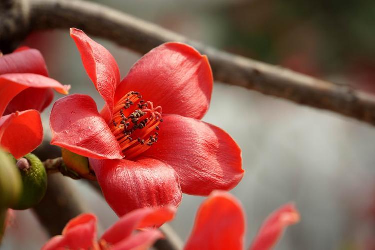 亲密无间的交际花，木棉花的江湖