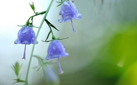 风铃草的花语和寓意：每一个花瓣都有故事