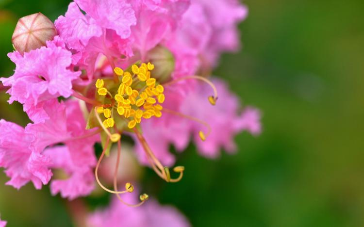 【紫薇花园】如何避免紫薇花的常见病虫害？