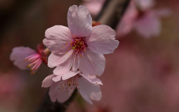 【轻柔浪漫，樱花芬芳】——樱花唯美短句5个字