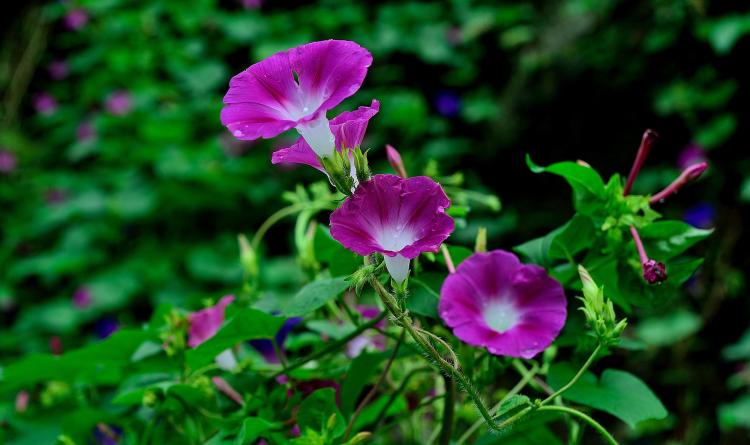 【花神说】- 牵牛花文化内涵及寓意讲解