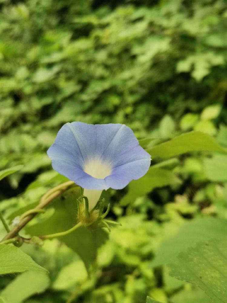 牵牛花开花月份，七月八月好时节，约起来