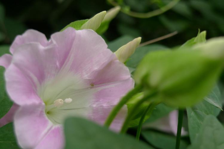 【秋季牵牛花开放】- 牵牛花盛开的季节与寓意