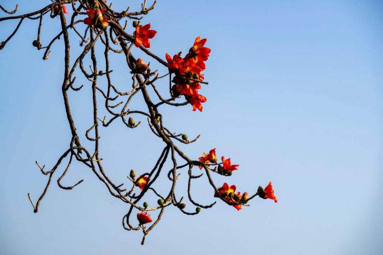 【木棉树花语解析】- 分享木棉树在情感表达中的含义