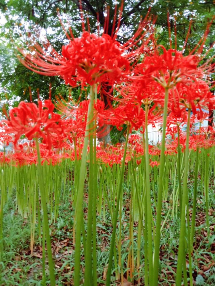 红花石蒜花语：带给你永恒的爱和美