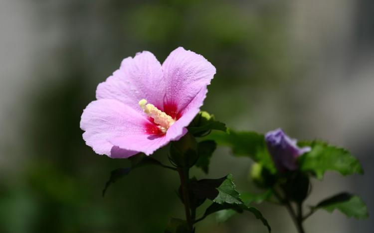 蓝楹花语解读：迷人的爱情花