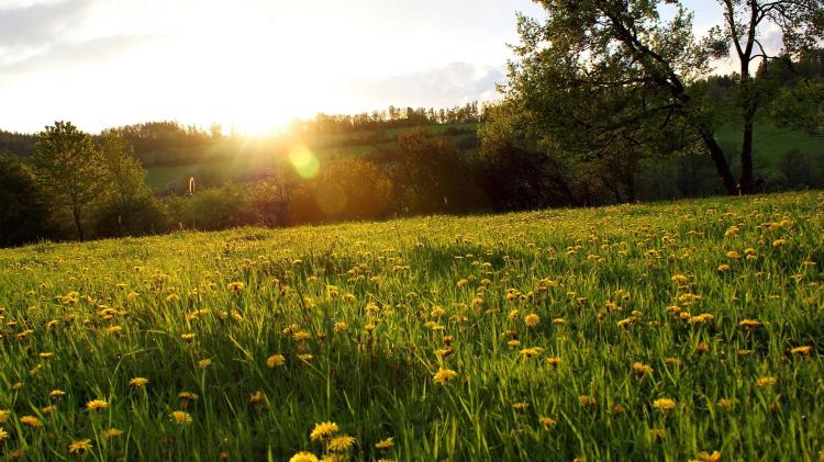 【夕阳祝福】暮色里的花海：探寻花儿世界的奥秘