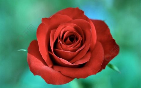 玫瑰花的颜色和形状种类繁多，如何辨认？