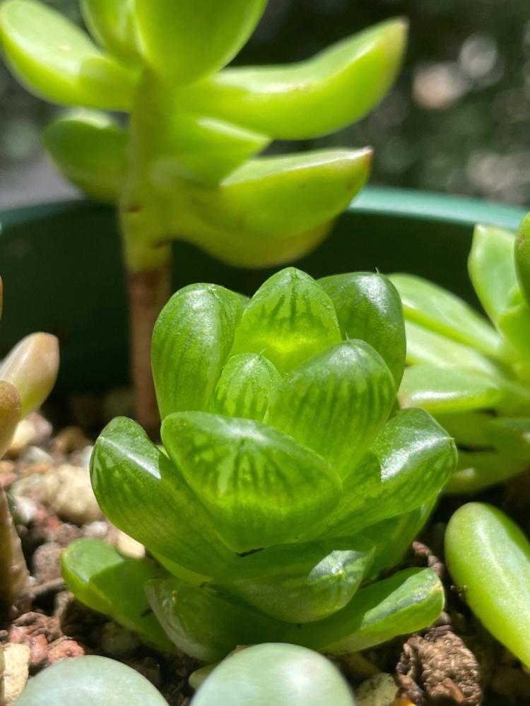 一篇文章搞定水晶玉露的全面种植技巧