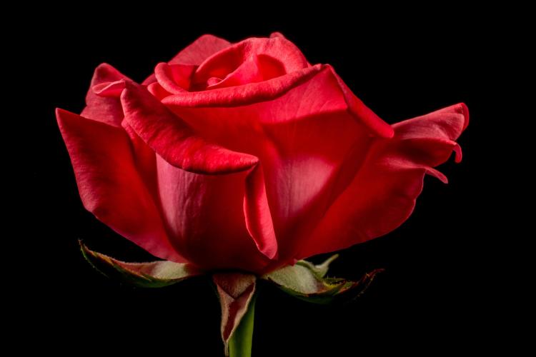 浓浓的爱意包含在花束里：探寻33朵玫瑰所代表的情感