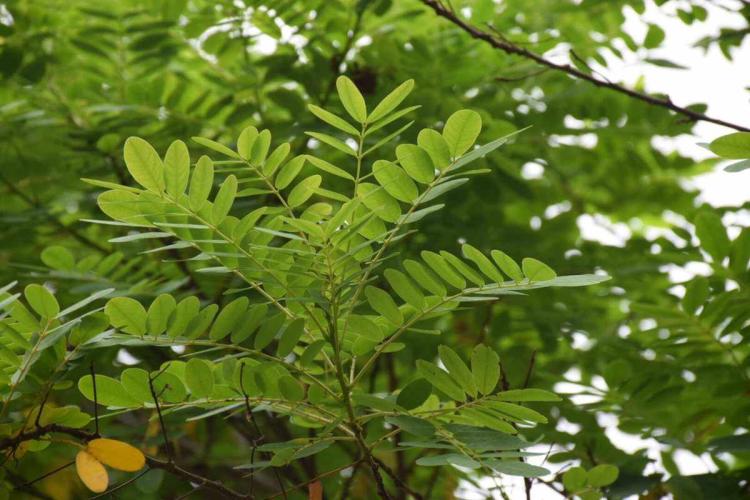 杨槐树花的食用禁忌及其常见菜谱