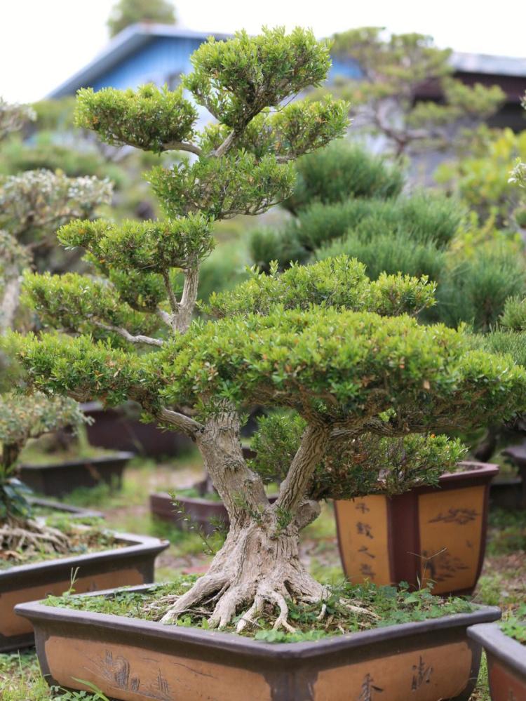 大叶黄杨 - 一种优美的植物，是乔木或灌木？