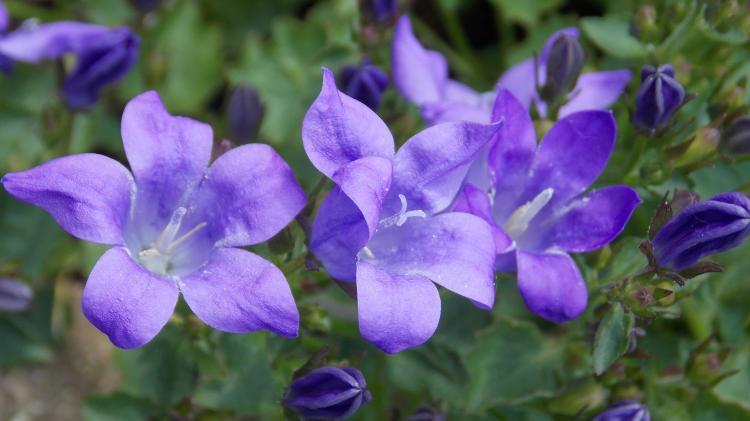 永不褪色的花语，洋桔梗鲜花带给我们什么？