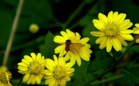 菊花的拼音和菊花文化传统的演变