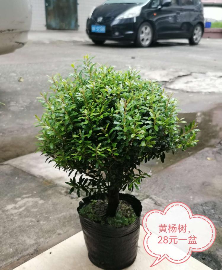 黄杨树：一年四季美丽的观赏植物