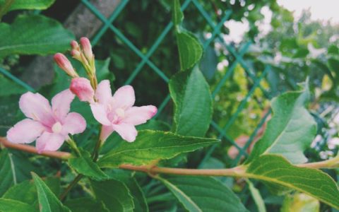 锦带花，友谊的象征