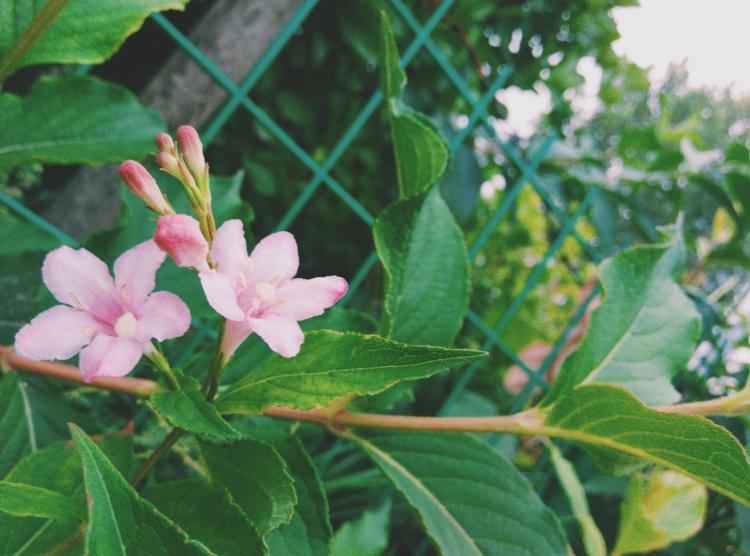 锦带花，友谊的象征