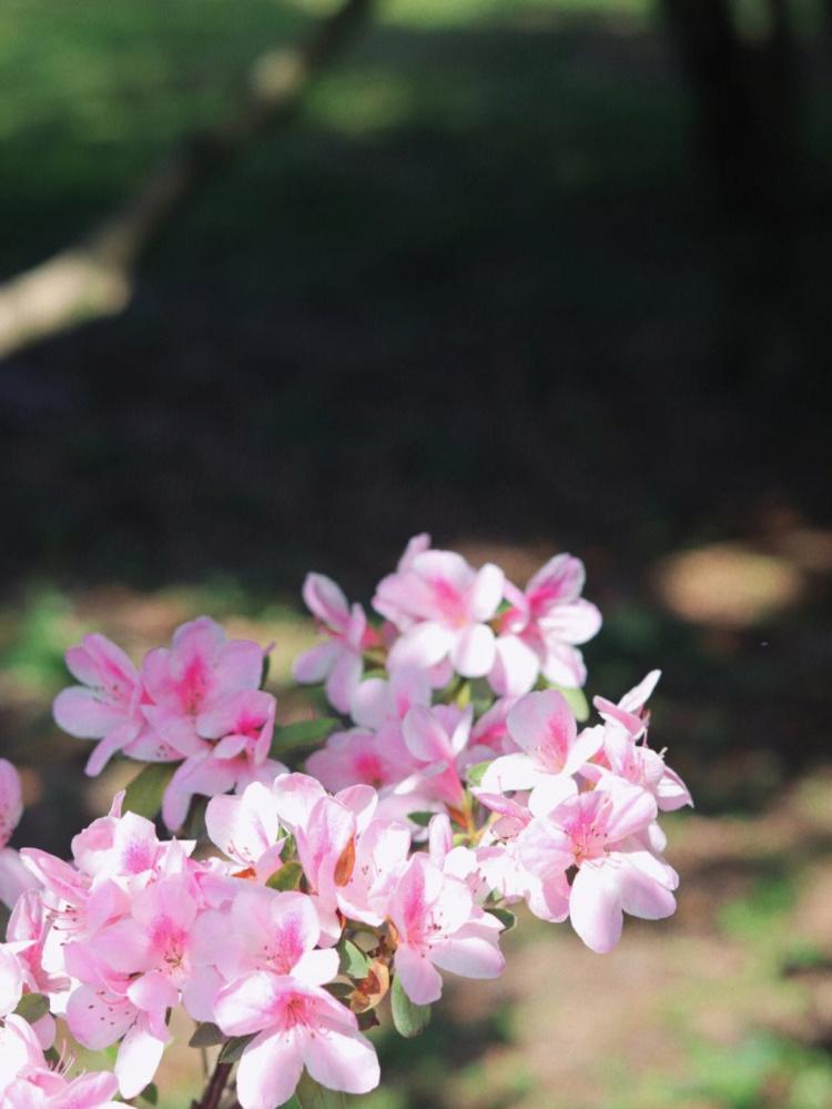 杜鹃花的花期和花语，含义深度解析