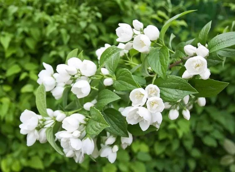 茉莉花的艺术价值：茉莉花在绘画、诗歌、音乐中的形象及意义