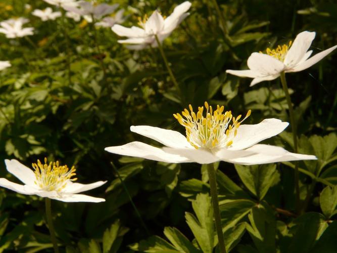 赏析具有神秘学说的【银莲花】，找出其蕴元之道