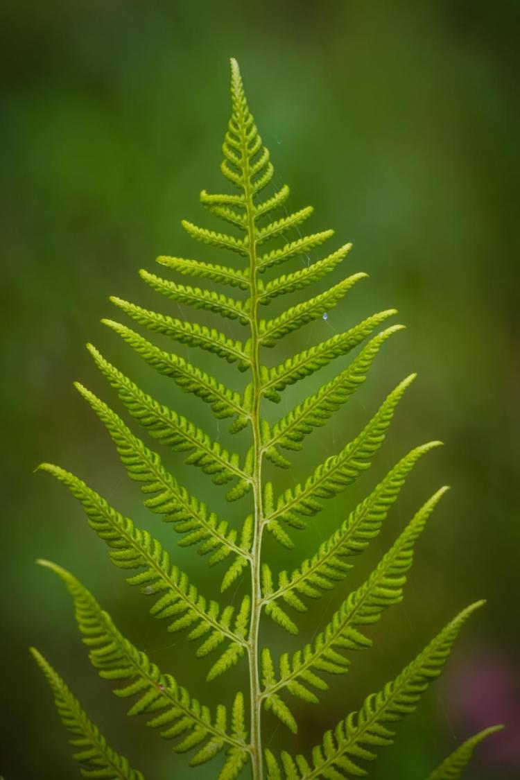 高鳞毛蕨的命名：了解这种花卉的学名和历史